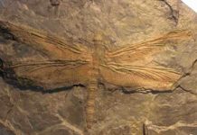 Meganeura : The largest insect ever existed was a giant dragonfly Meganeura