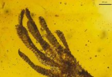 Rare lizard fossil preserved in amber A tiny lizard forefoot of the genus Anolis is trapped in amber that is about 15 to 20 million years old. Credit: Jonas Barthel