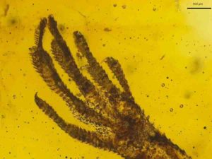 A tiny lizard forefoot of the genus Anolis is trapped in amber that is about 15 to 20 million years old. Credit: Jonas Barthel