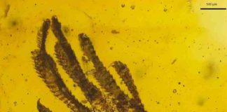 A tiny lizard forefoot of the genus Anolis is trapped in amber that is about 15 to 20 million years old. Credit: Jonas Barthel