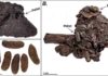 Unprecedented preservation of fossil feces from the La Brea Tar Pits Example coprolites from Rancho La Brea (A) prior to asphalt removal with surrounding sediments, (B) showing intact pellets with plant material, (C) isolated, cleaned pellets. Figure 2, from: Mychajliw et al. 2020. Exceptionally preserved asphaltic coprolites expand the spatiotemporal range of a North American paleoecological proxy. Credit: Carrie Howard
