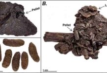 Unprecedented preservation of fossil feces from the La Brea Tar Pits Example coprolites from Rancho La Brea (A) prior to asphalt removal with surrounding sediments, (B) showing intact pellets with plant material, (C) isolated, cleaned pellets. Figure 2, from: Mychajliw et al. 2020. Exceptionally preserved asphaltic coprolites expand the spatiotemporal range of a North American paleoecological proxy. Credit: Carrie Howard
