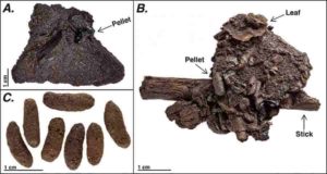 Example coprolites from Rancho La Brea (A) prior to asphalt removal with surrounding sediments, (B) showing intact pellets with plant material, (C) isolated, cleaned pellets. Figure 2, from: Mychajliw et al. 2020. Exceptionally preserved asphaltic coprolites expand the spatiotemporal range of a North American paleoecological proxy. Credit: Carrie Howard