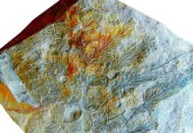 Annularia paisii : New species of ancient horsetail with gall with about 300 million years old Holotype of calamitalean sphenopsid Annularia paisii sp. nov. showing an insect-induced gall