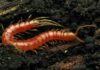 Aquatic ancestors of terrestrial millipedes characterized for the first time One of the biggest gaps in the arthropod fossil record was what the ancestors to millipedes and centipedes looked like, but now that gap has been filled. Credit: Katja Schulz/Wikimedia Commons
