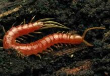 Aquatic ancestors of terrestrial millipedes characterized for the first time One of the biggest gaps in the arthropod fossil record was what the ancestors to millipedes and centipedes looked like, but now that gap has been filled. Credit: Katja Schulz/Wikimedia Commons