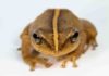 Coquí fossil from Puerto Rico takes title of oldest Caribbean frog The common name “coquí” describes various species of frogs in the genus Eleutherodactylus and is derived from two species’ distinctive chirping calls. The common coquí, Eleutherodactylus coquí, is the national symbol of Puerto Rico. Photo courtesy of Alberto Lopez Torres
