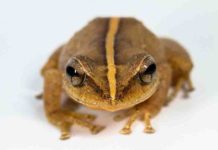Coquí fossil from Puerto Rico takes title of oldest Caribbean frog The common name “coquí” describes various species of frogs in the genus Eleutherodactylus and is derived from two species’ distinctive chirping calls. The common coquí, Eleutherodactylus coquí, is the national symbol of Puerto Rico. Photo courtesy of Alberto Lopez Torres