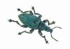 Fossil record analysis hints at evolutionary origins of insects’ structural colours Artistic reconstruction of the type of weevil studied. Credit: James McKay