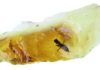 Fossil trove sheds light on ancient antipodean ecology Flake of clear yellow amber from Anglesea, Victoria containing a new, beautifully preserved biting midge ca. 41 million years old. Credit: Enrique Peñalver.