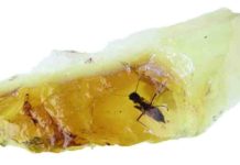 Fossil trove sheds light on ancient antipodean ecology Flake of clear yellow amber from Anglesea, Victoria containing a new, beautifully preserved biting midge ca. 41 million years old. Credit: Enrique Peñalver.