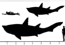 Giant teenage shark from the dinosaur era Hypothetical outlines of †Ptychodus showing the minimum and maximum size estimations for the sub-adult specimen from Spain.