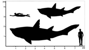 Hypothetical outlines of †Ptychodus showing the minimum and maximum size estimations for the sub-adult specimen from Spain.