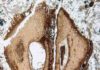 Mahogany tree family dates back to last hurrah of the dinosaurs Manchestercarpa vancouverensis. Credit: Brian Atkinson