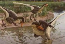 Dineobellator notohesperus : New feathered dinosaur was one of the last surviving raptors A new feathered dinosaur that lived in New Mexico 67 million years ago is one of the last known surviving raptor species, according to a new publication in the journal Scientific Reports. Dineobellator notohesperus adds to scientists' understanding of the paleo-biodiversity of the American Southwest, offering a clearer picture of what life was like in this region near the end of the reign of the dinosaurs. Credit: Sergey Krasovskiy