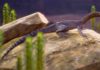 New fossil from Brazil hints at the origins of the mysterious tanystropheid reptiles Life restoration of Elessaurus gondwanoccidens, from the Sanga do Cabral Formation (Lower Triassic), Brazil. Credit: Márcio L. Castro
