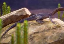 New fossil from Brazil hints at the origins of the mysterious tanystropheid reptiles Life restoration of Elessaurus gondwanoccidens, from the Sanga do Cabral Formation (Lower Triassic), Brazil. Credit: Márcio L. Castro