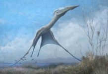 Pterosaurs and other fossil flyers to better engineer human-made flight Reconstruction of the giant pterosaur Hatzegopteryx launching into the air, just after the forelimbs have left the ground. Credit: Mark Witton