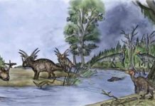Researchers offer glimpse into dinosaur ecosystems About 75 million years ago, southern Alberta was a lush and warm coastal floodplain rich in plant and animal life, similar to Louisiana’s environment today. Credit: Luke Dickey // Special to Western News