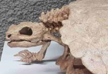 Shell puzzle: An additional piece added to the evolution of turtles Although turtles belong to the reptiles, their skulls differs markedly from those of other members of this group. Credit: I. Werneburg
