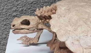 Although turtles belong to the reptiles, their skulls differs markedly from those of other members of this group. Credit: I. Werneburg