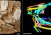 Sandgrouse : Six million-year-old bird skeleton points to arid past of Tibetan plateau Photograph of the fossil sandgrouse Linxiavis inaquosus (left) with a fabricated-color image (right) of the bird's skeleton based on CT scanning data Credit: IVPP