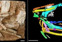 Sandgrouse : Six million-year-old bird skeleton points to arid past of Tibetan plateau Photograph of the fossil sandgrouse Linxiavis inaquosus (left) with a fabricated-color image (right) of the bird's skeleton based on CT scanning data Credit: IVPP
