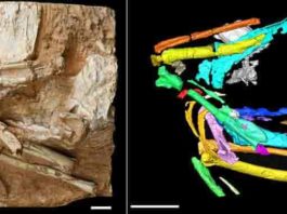 Photograph of the fossil sandgrouse Linxiavis inaquosus (left) with a fabricated-color image (right) of the bird's skeleton based on CT scanning data Credit: IVPP
