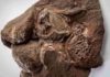 The World’s Oldest Dinosaur Eggs Some of the world's oldest known dinosaur eggs and embryos. The clutch of Massospondylus carinatus eggs discovered in 1976 in Golden Gate Highland National Park, South Africa. Credit: Brett Eloff