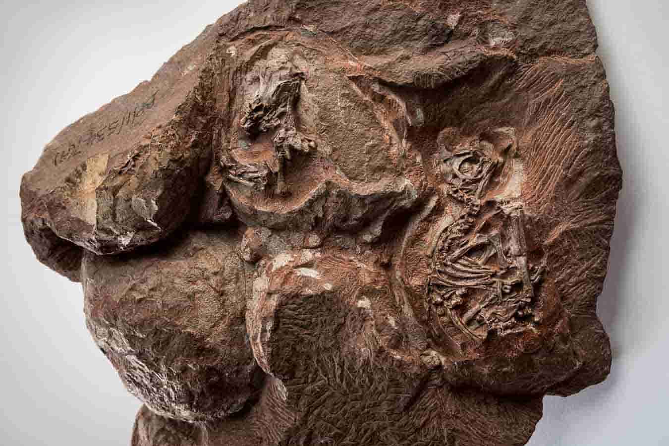 Exceptionally preserved eggs and embryos reveal the life history of a  pterosaur