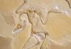The first dinosaurs probably didn’t have feathers We know that birds, such as this Archaeopteryx, evolved from dinosaurs but there have been persistent questions about how common the feathers were amongst their extinct relatives © The Trustees of the Natural History Museum, London