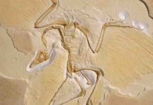 The first dinosaurs probably didn’t have feathers We know that birds, such as this Archaeopteryx, evolved from dinosaurs but there have been persistent questions about how common the feathers were amongst their extinct relatives © The Trustees of the Natural History Museum, London