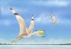 Palaeobiologists have identified another new species of pterosaur Image shows artwork of the Afrotapejara zouhrii. Credit: Megan Jacobs, Baylor University, Texas