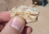 Fossilized teeth from the ancient lizard Priosphenodon show that it had durable tooth enamel—a feature much more common in mammals, according to U of A paleontologists. Credit: Aaron LeBlanc