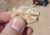 Ancient reptile had mammal-like tooth enamel, study shows Fossilized teeth from the ancient lizard Priosphenodon show that it had durable tooth enamel—a feature much more common in mammals, according to U of A paleontologists. Credit: Aaron LeBlanc