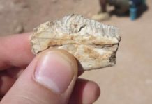 Ancient reptile had mammal-like tooth enamel, study shows Fossilized teeth from the ancient lizard Priosphenodon show that it had durable tooth enamel—a feature much more common in mammals, according to U of A paleontologists. Credit: Aaron LeBlanc