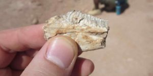 Fossilized teeth from the ancient lizard Priosphenodon show that it had durable tooth enamel—a feature much more common in mammals, according to U of A paleontologists. Credit: Aaron LeBlanc