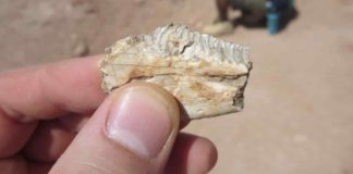 Fossilized teeth from the ancient lizard Priosphenodon show that it had durable tooth enamel—a feature much more common in mammals, according to U of A paleontologists. Credit: Aaron LeBlanc