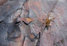 Ancient rocks show high oxygen levels on Earth 2 billion years ago This two-billion-year-old shungite records evidence for balmy, oxygen-rich conditions on the early Earth. Credit: K. Paiste.