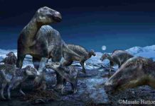 Arctic Edmontosaurus lives again: A new look at the ‘caribou of the Cretaceous’ Published in PLOS ONE today, a study by an international team from the Perot Museum of Nature and Science in Dallas and Hokkaido University in Japan further explores the proliferation of the most commonly occurring duck-billed dinosaur of the ancient Arctic as the genus Edmontosaurus. The findings reinforce that the hadrosaurs - dubbed "caribou of the Cretaceous" - had a geographical distribution of approximately 60 degrees of latitude, spanning the North American West from Alaska to Colorado. Credit: Masato Hattori