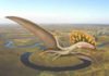 Chinese pterodactyl wings its way to the United Kingdom The attached image shows Wightia declivirostris flying over an oxbow lake in the valley of the ancient Wessex River that flowed from Devon to the Isle of Wight. Credit: Megan Jacobs