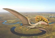 Chinese pterodactyl wings its way to the United Kingdom The attached image shows Wightia declivirostris flying over an oxbow lake in the valley of the ancient Wessex River that flowed from Devon to the Isle of Wight. Credit: Megan Jacobs