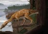 Elaphrosaur : Australia’s first elaphrosaur discovered in Victoria An artist’s impression of what an elaphrosaur may have looked like. Credit: Ruairidh Duncan