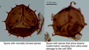 Normal and malformed spores from East Greenland. Credit: John Marshall