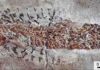 Fossil reveals evidence of 200-million-year-old ‘squid’ attack A close-up image showing the damaged head and body of the Dorsetichthys bechei with the arms of the Clarkeiteuthis montefiorei clamped around it Credit: Malcolm Hart, Proceedings of the Geologists' Association