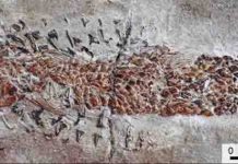Fossil reveals evidence of 200-million-year-old ‘squid’ attack A close-up image showing the damaged head and body of the Dorsetichthys bechei with the arms of the Clarkeiteuthis montefiorei clamped around it Credit: Malcolm Hart, Proceedings of the Geologists' Association