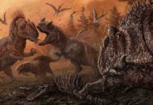 In stressed ecosystems Jurassic dinosaurs turned to scavenging, maybe even cannibalism Big theropod dinosaurs such as Allosaurus and Ceratosaurus ate pretty much everything -- including each other, according to a new study. Credit: PLOS ONE