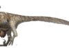 Jurassic Park got it wrong: Research indicates raptors didn’t hunt in packs Turns out, you really can’t believe everything you see in the movies. Credit: University of Wisconsin Oshkosh