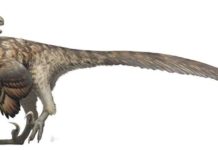 Jurassic Park got it wrong: Research indicates raptors didn’t hunt in packs Turns out, you really can’t believe everything you see in the movies. Credit: University of Wisconsin Oshkosh