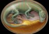 New research examining dinosaur tooth fossils provides crucial insight into vertebrate evolution Robert Reisz examined fossils from the embryos of Lufengosaurus, an early sauropodomorph species that predates more recognizable sauropods. Credit: David Mazierski